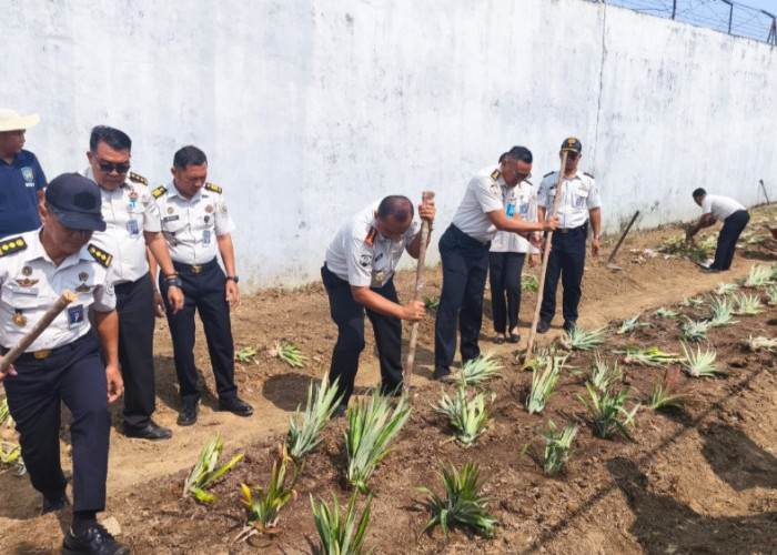 Lapas Pangkalpinang Produktifkan Lahan Idle Lewat Penanaman Nanas Lokal Tuatunu