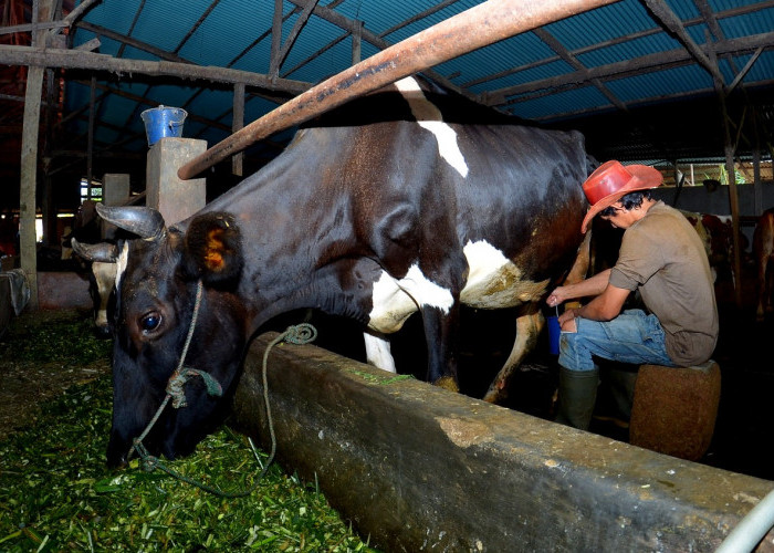 Dapat Fasilitas Pembiayaan & Transaksi BRI, Klaster Susu di Ponorogo Berhasil Tingkatkan Kapasitas Produksi