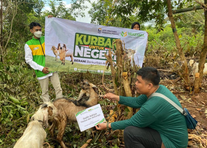 Yakesma Babel Bagikan Hewan Kurban Sepulau Bangka