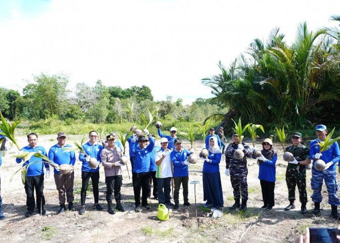 PLN UIW Babel Bersama Pemprov dan Yayasan Ikebana Sinergi Tanam 4.000 Bibit Kelapa dan Mangrove