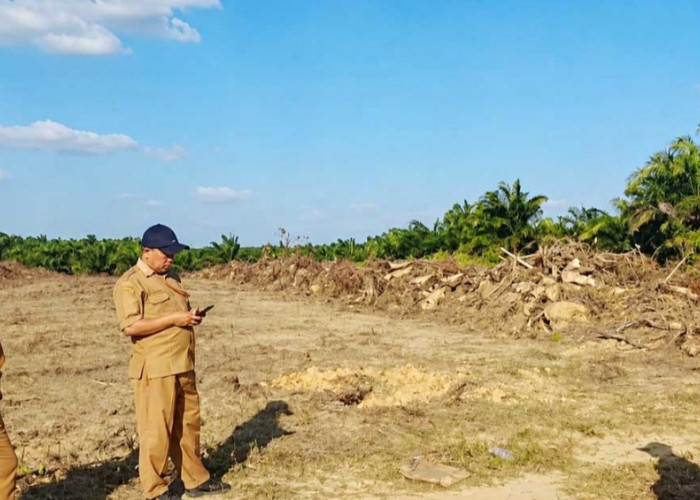 Perkebunan Sawit Rakyat di Belitung Meningkat, Luas Capai 7.302 Hektare