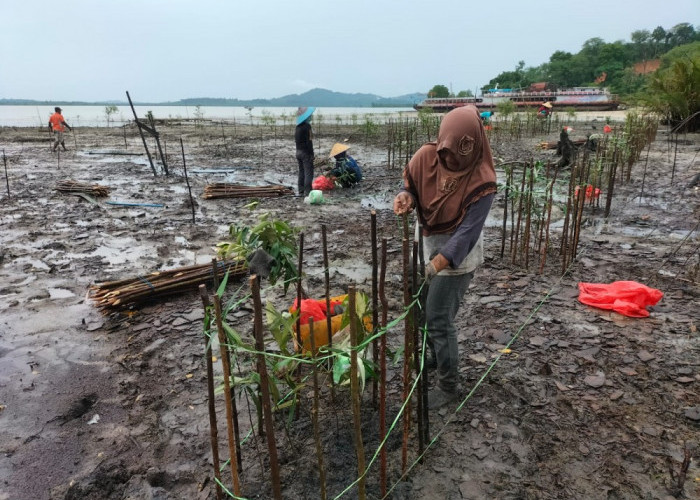 Rawat Mangrove, PT Timah Tbk Tanam 2.500 Bibit Mangrove di Kundur