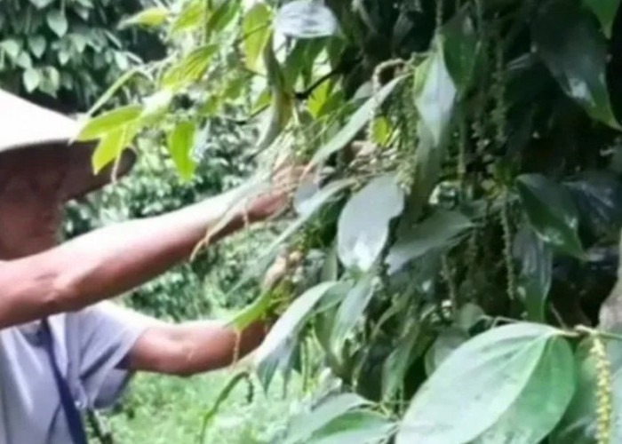Nilai Tukar Petani Babel Naik Jadi 1,29 Persen