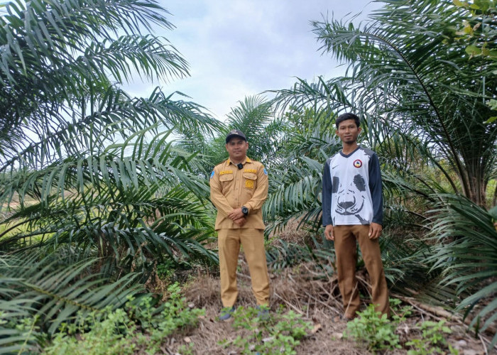 PT Timah Gandeng Pemerintah Desa Air Limau Sulap Lahan Bekas Tambang Jadi Kawasan Perkebunan 