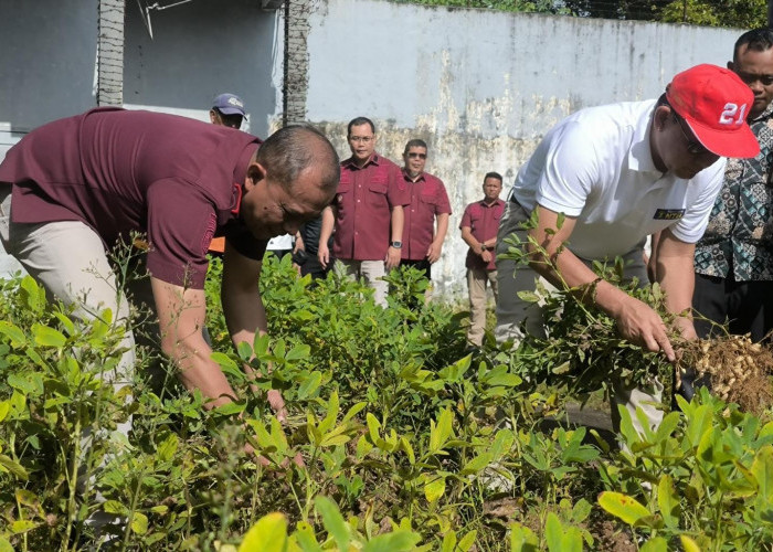 Kakanwil Ditjenpas Babel Panen Kacang Tanah dan Pakcoy di Lapas Pangkalpinang