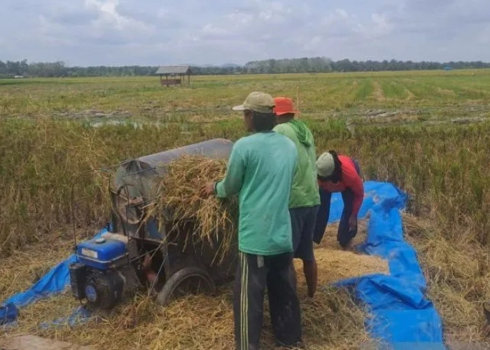 DPKP Babel: Produksi Beras Petani Bangka Selatan Surplus