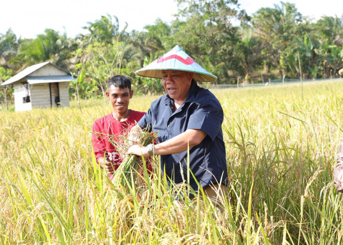 Dusun Air Asam Panen Raya, Gubernur Optimis Babel Wujudkan Swasembada Pangan 