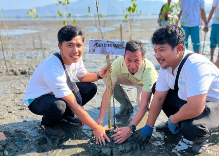 Peringati Hari Kesaktian Pancasila, PLN UPK Tambora Bersama Pemkot Bima Tanam 600 Mangrove