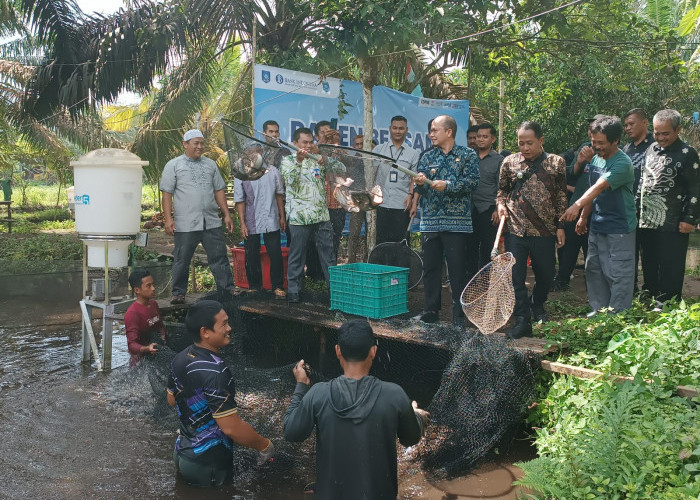 BI Babel Dukung Pokdakan Pinang Raya dengan Smart Farming dan Business Matching, Panen Ikan Air Tawar 3,4 Ton