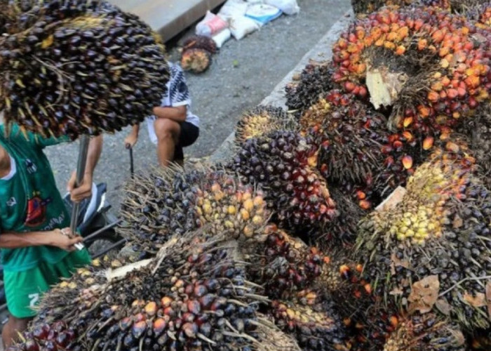 Indonesia Menang di WTO, Uni Eropa Terbukti Diskriminasi Pada Minyak Sawit