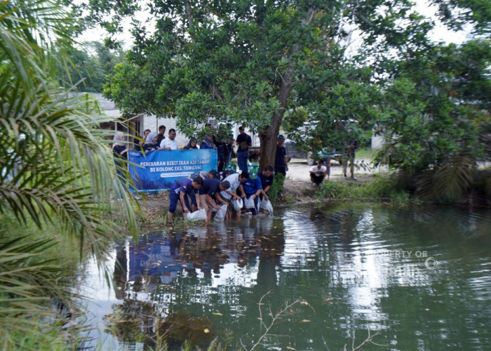 PT Timah Tbk Dorong Pemanfaatan Kolong Eks Tambang Jadi Ekosistem Produktif