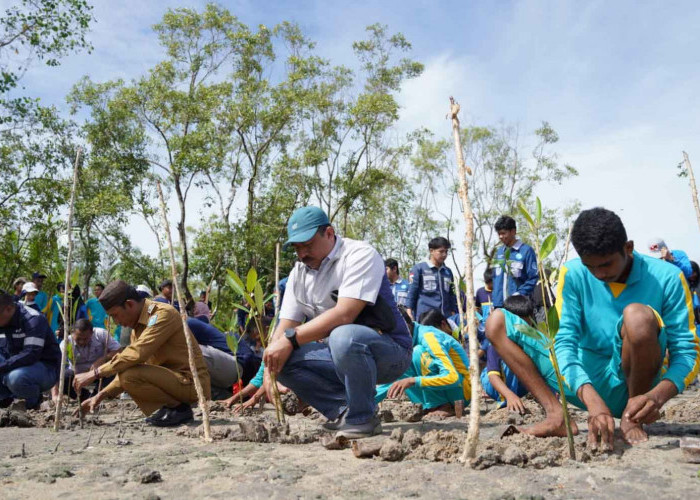 Jaga Kelestarian Mangrove, PT TIMAH Tbk Tanam Mangrove di Desa Batu Belubang