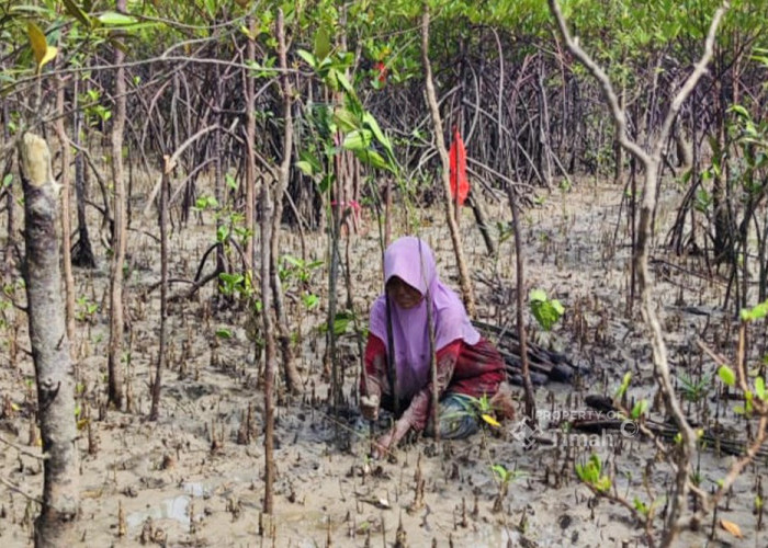 Kolaborasi Jaga Ekosistem Pesisir Bersama Masyarakat, PT Timah Tbk Tanam 12 Ribu Bibit Mangrove di Kundur