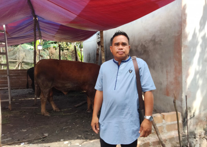 Seorang Pengusaha Asal Desa Pergam Kurban 4 Ekor Sapi, Salah Satunya Berbobot 700 Kg