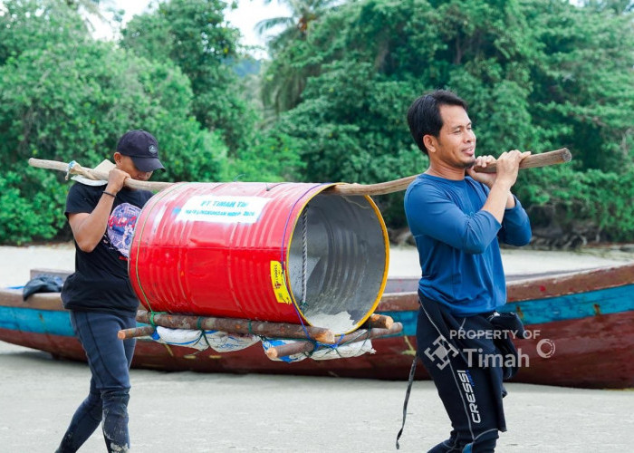 Restocking Cumi Jadi Bagian Rehabilitasi Laut, PT Timah Tebar Ratusan Ribu Anakan Cumi di Perairan Bangka