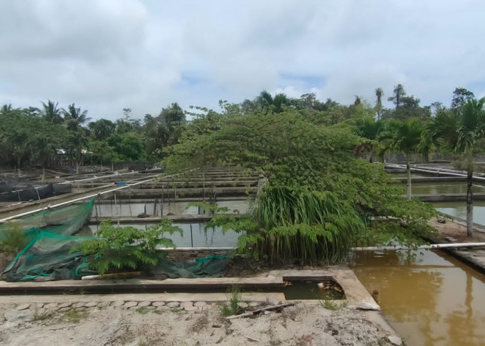 Kolam BBI Koba Terancam Tambang 