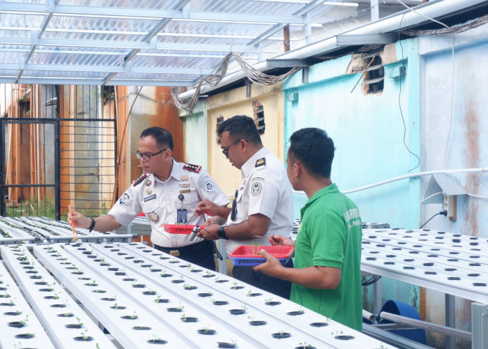 Kalapas Narkotika Pangkalpinang Turun Tangan Semai Bibit Pakcoy-Selada