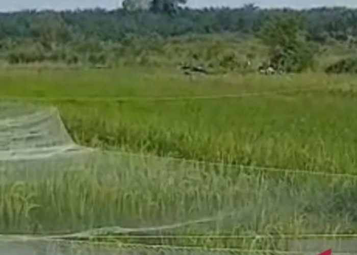 Bangka Optimis Target Produksi Padi Capai Target