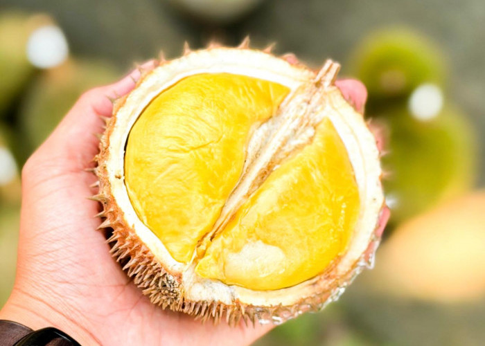 Kontes Durian Lokal jadi Upaya Strategis Pemprov Babel dalam Gerakkan Ekonomi Masyarakat