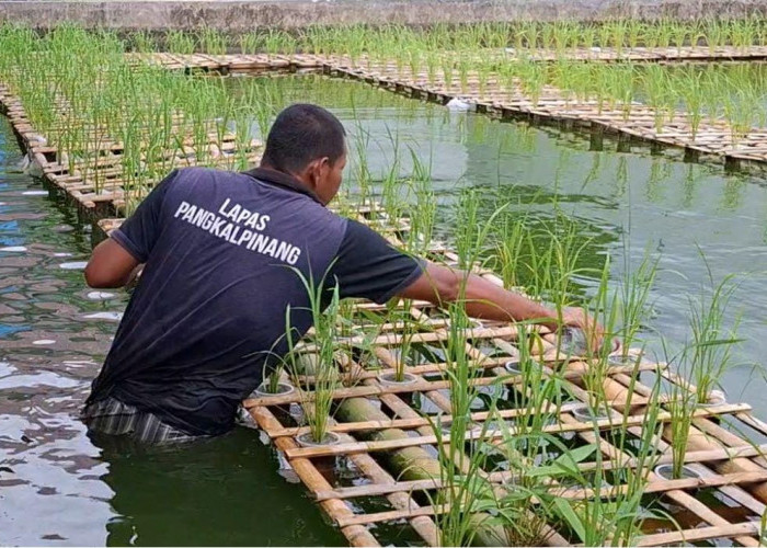 Lapas Pangkalpinang Coba Budidaya Padi Apung Varietas Sadane