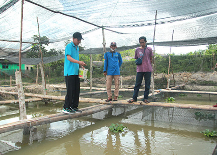 Amankan Ketahanan Pangan, Desa Airduren Ternak Lele dan Tanam Jagung