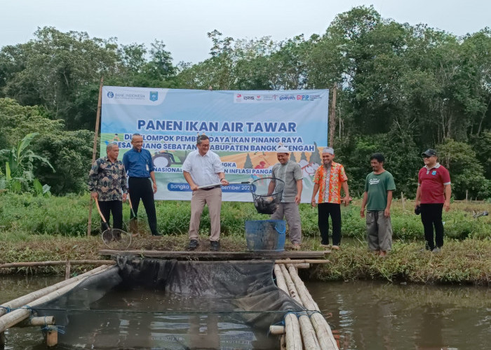 BI Babel dan Pokdakan Pinang Raya Desa Pinang Sebatang Panen 1,7 Ton Ikan Air Tawar