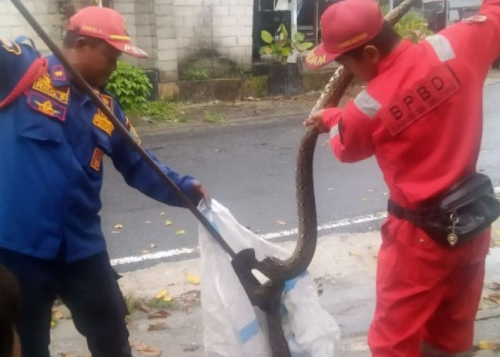 10 Ular Masuk Rumah Warga Tanjungpandan Belitung, Curah Hujan Tinggi Jadi Pemicu