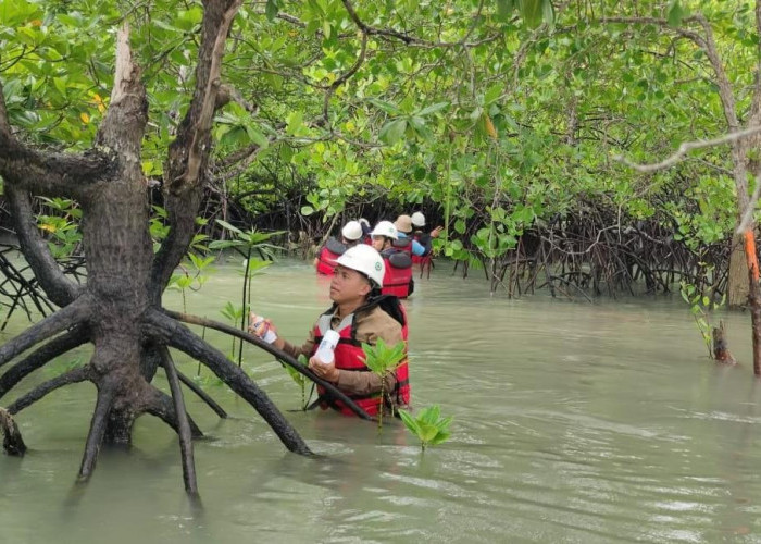 Rutin Melakukan Pemantauan Bioata Laut, Komitmen PT Timah Menjaga Keseimbangan Ekosistem Pesisir