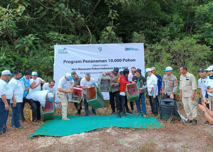 PLN Babel Tanam 1.600 Pohon di Kawasan Bukit Mangkol