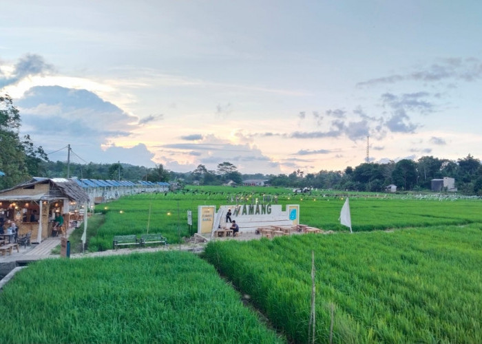 Imbas CSR BSB: Pedagang Menuai Rezeki di Sawah Namang Pelangi