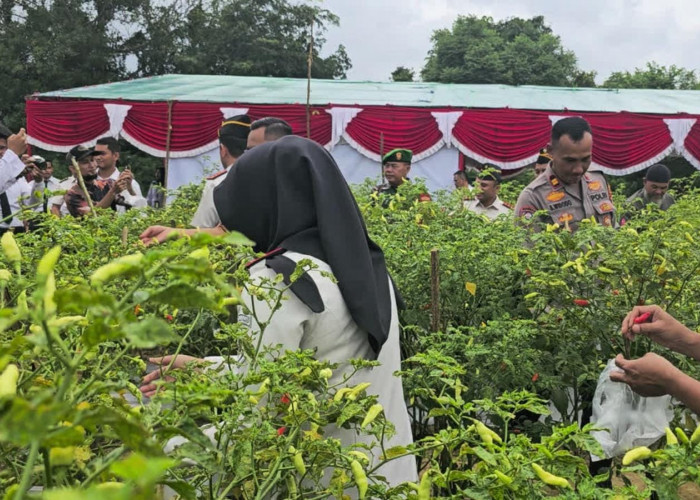 Lapas Pangkalpinang Wujudkan Aksi Kemanusiaan Lewat Panen Cabai Bangka dan Pakcoy