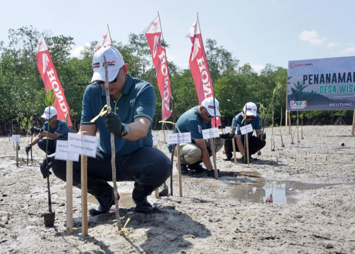 Honda Babel Tanam 500 Mangrove di Belitung, Perkuat Kolaborasi Jaga Pesisir untuk Generasi Mendatang