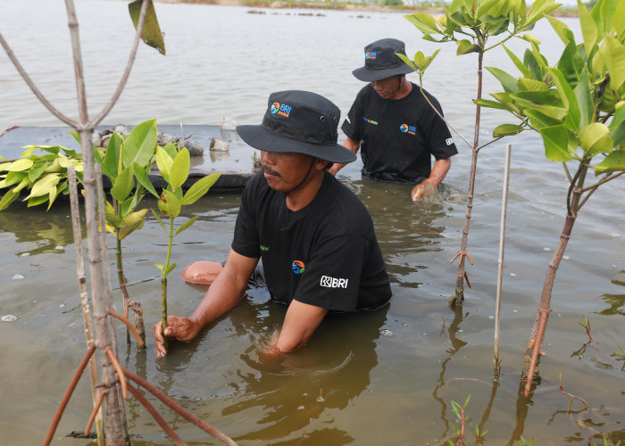 Upaya Nyata Menyelamatkan Lahan Kritis, BRI Salurkan Ribuan Bibit Mangrove Kelompok Tani di Muaragembong