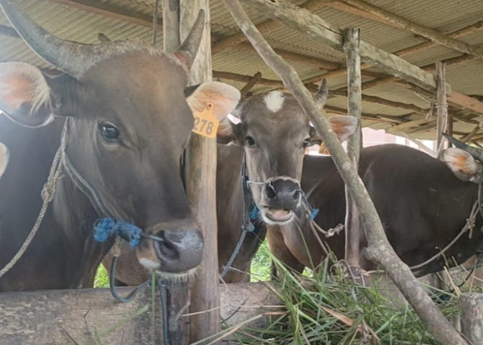 Babel Siapkan 1.600 Sapi Antisipasi Kenaikan Harga Jelang Idul Fitri