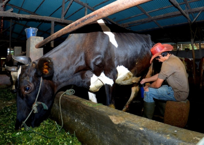 Kisah Pengusaha Pakan Ternak dari Ponorogo Ini Buktikan KUR BRI Bisa Bikin Usaha Berkembang
