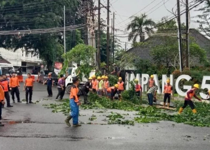 Pohon Membahayakan di Pangkalpinang Ditebang