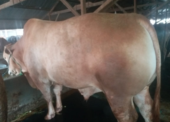 Sapi dari Pangkalpinang Ini Dibeli Presiden Jokowi untuk Kurban