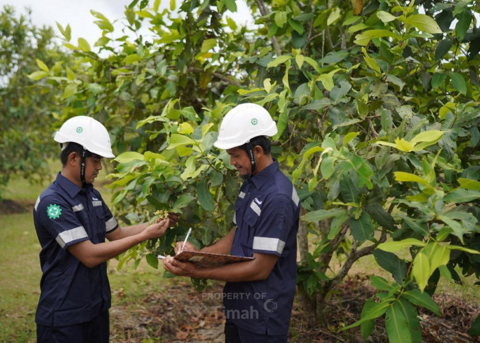 PT Timah Tbk Konsisten Laksanakan Reklamasi, Satu Dekade Sudah Tanam 1,4 Juta Pohon di Bangka Belitung