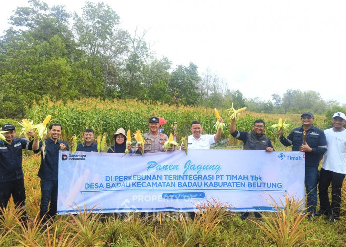 PT Timah Kembangkan Pertanian Jagung di Lahan Pascatambang Bersama Kelompok Tani di Belitung
