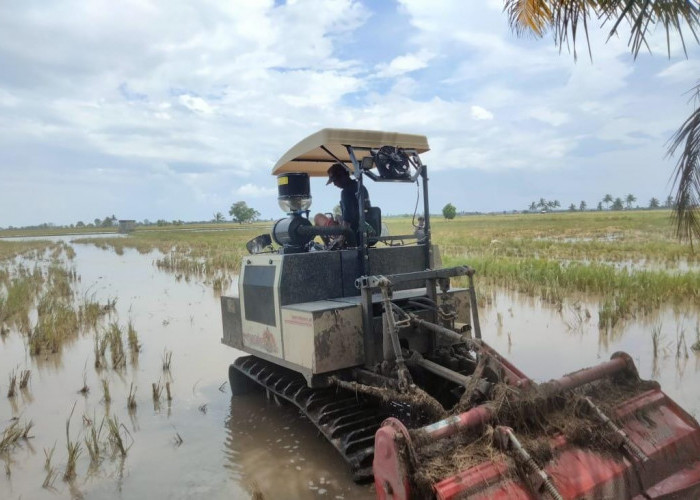 Ciptakan Swasembada Pangan, BP Marsudi Tani Kejar Target IP 300