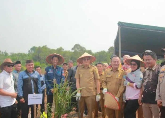 Koperasi di Bangka Barat Bantu Peremajaan Kebun Kelapa Sawit Rakyat