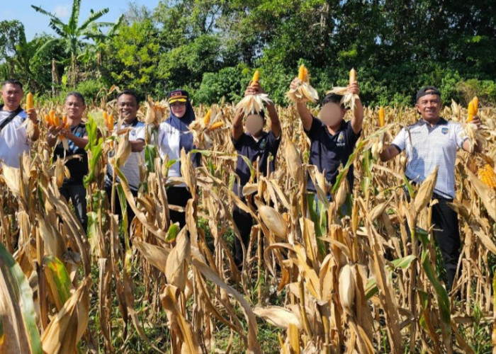Lapas Pangkalpinang Panen 441 Kg Jagung Pipil, Kakanwil Ditjenpas Beri Apresiasi
