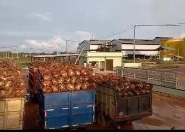 Puluhan Sopir Protes Kebijakan PT Taman Buana Jaya Jeriji