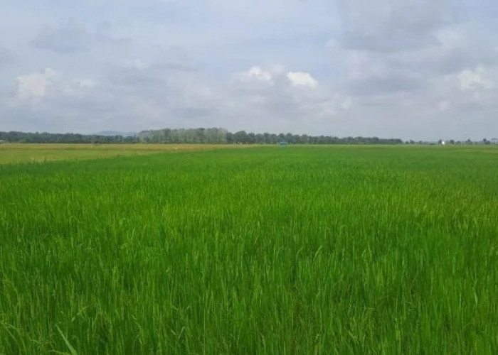 DPKP: Bangka Selatan Bantu Defisit Stok Beras di Empat Kabupaten