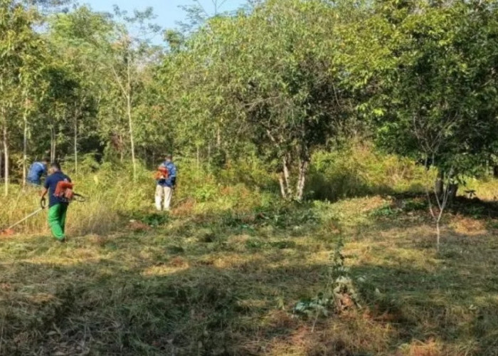 Pemkot Pangkalpinang Bersihkan Kebun Raya Tua Tunu Guna Cegah Karhutla