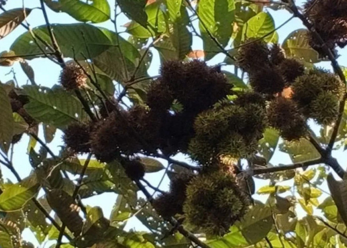 Kebun Raya Tua Tunu - BRIN Teliti Rambutan Hutan Endemik Pulau Bangka