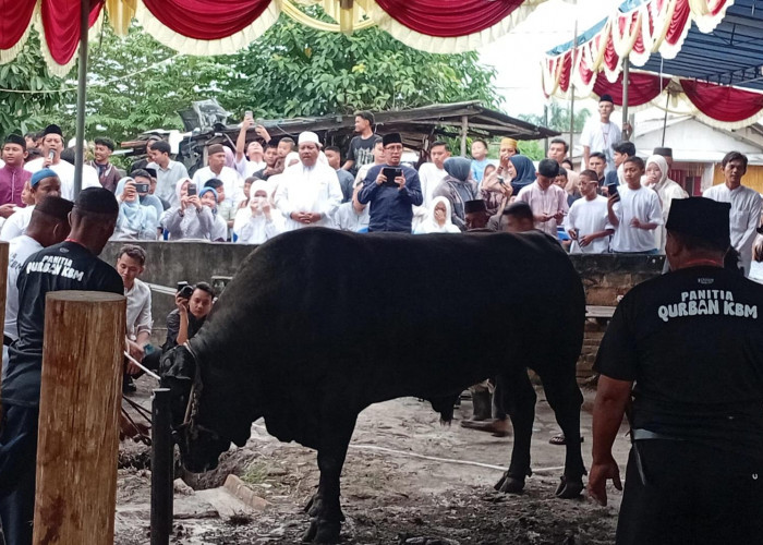 ​Wako Udin Saksikan Penyembelihan Sapi Kurban Presiden Seberat 890 Kg di Ketapang
