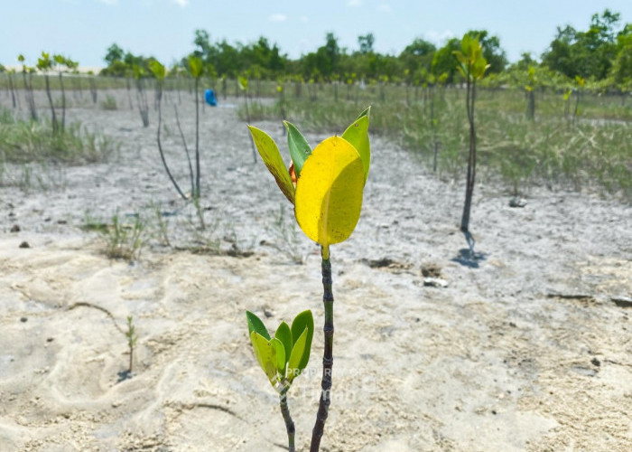 Mangrove Jadi Benteng Pesisir, PT Timah Tanam Ribuan Bibit Lewat Program TJSL
