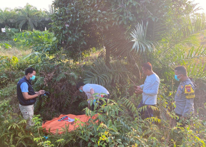 Sempat Hilang di Kebun Sawit Ridingpanjang, Kakek 74 Tahun Ditemukan Telentang Bawah Pohon Manggis