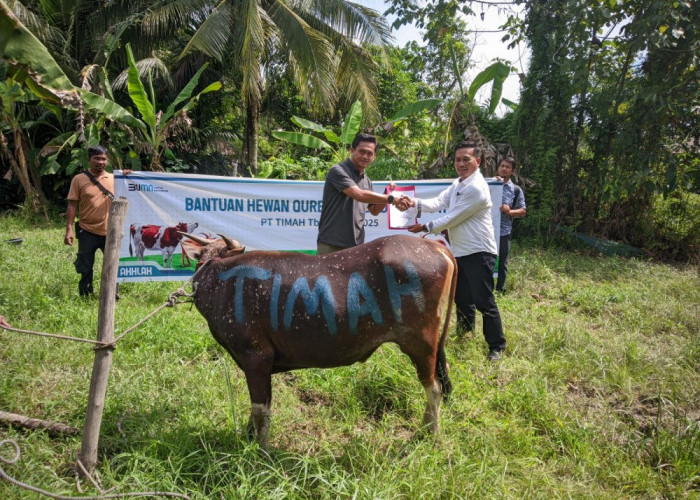 PT Timah Distribusikan Hewan Kurban ke Pulau dan Desa Terpencil